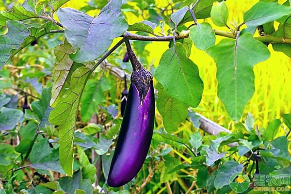 茄子发生落花落果的原因及预防措施
